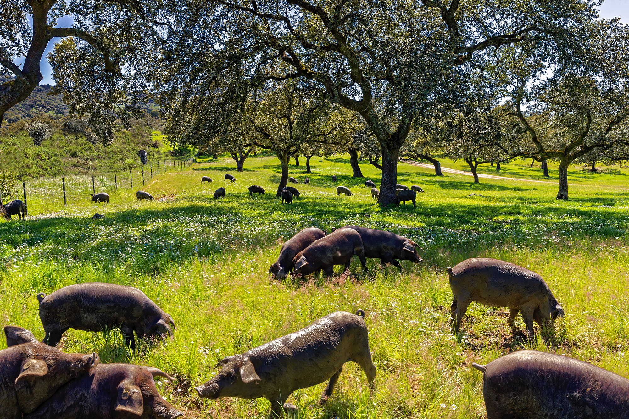 Aracena - Les glands sont la nourriture exclusive des cochons ibériques